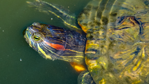 Tartarughe d'acqua guida allevamento