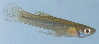 gambusia tartarughe