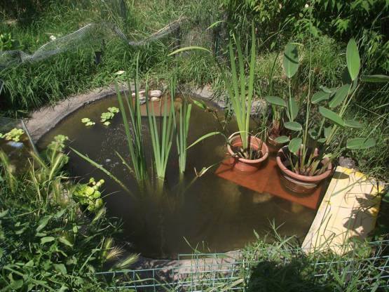 tartarughe d'acqua a chi darle