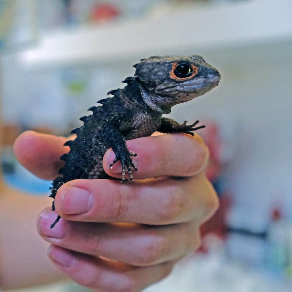animali per pubblicità