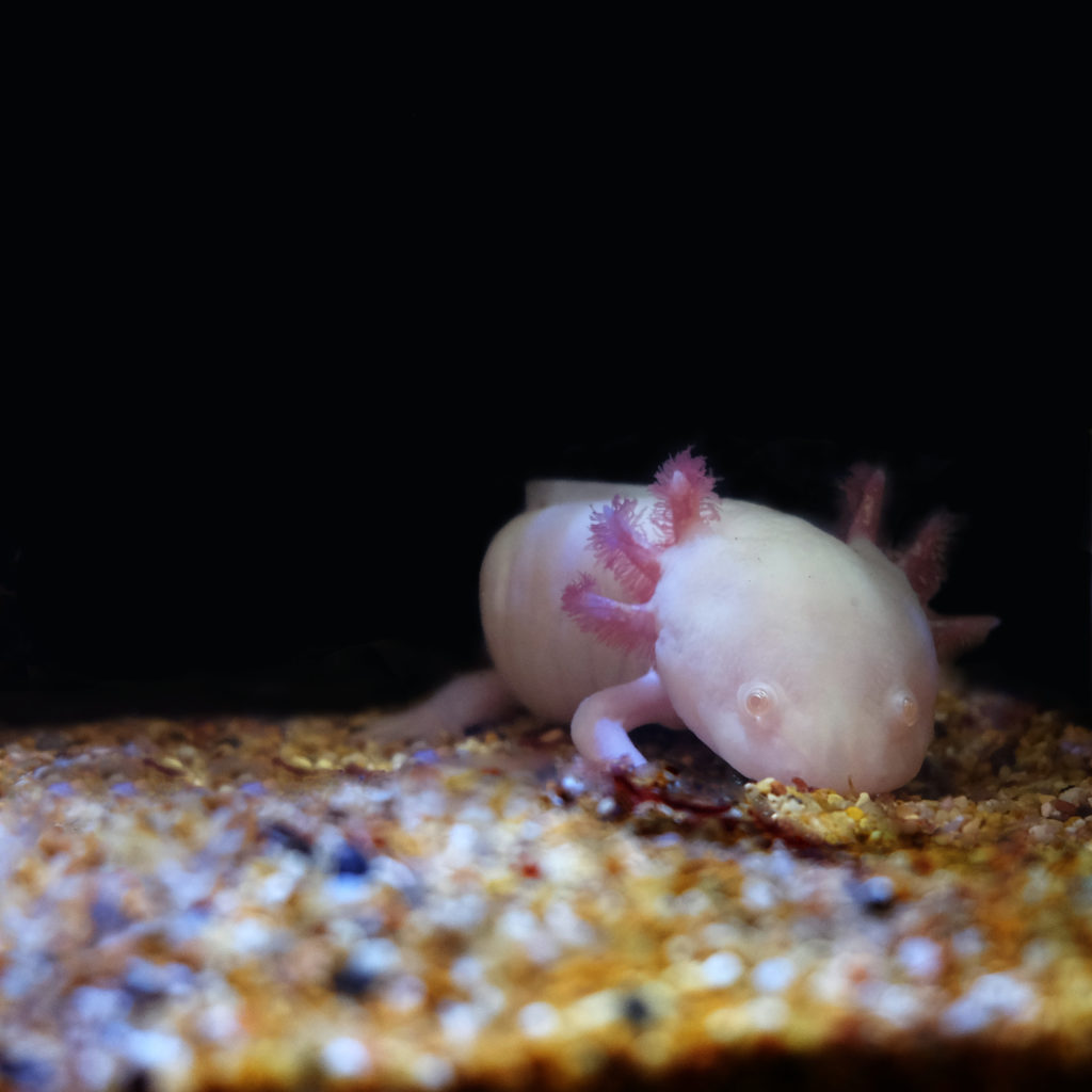 Axolotl Leucistico