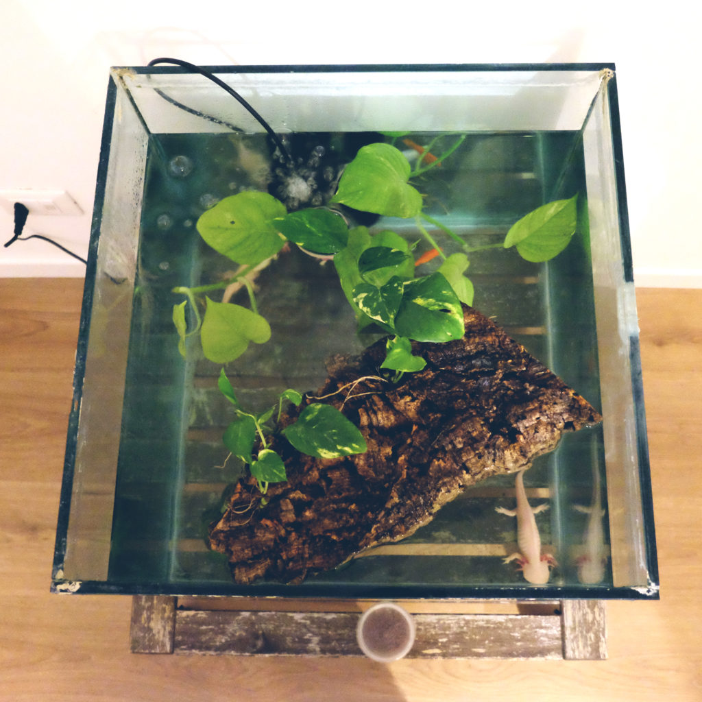 acquario per axolotl