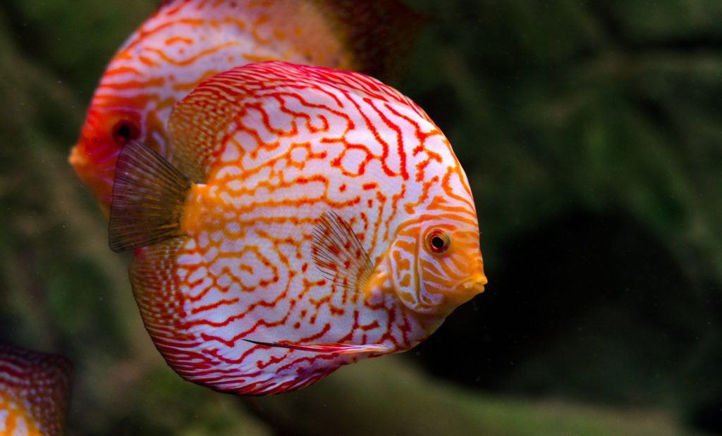 Pesci tropicali milano