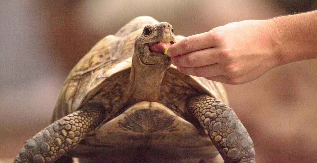 Pensione Animali Esotici milano