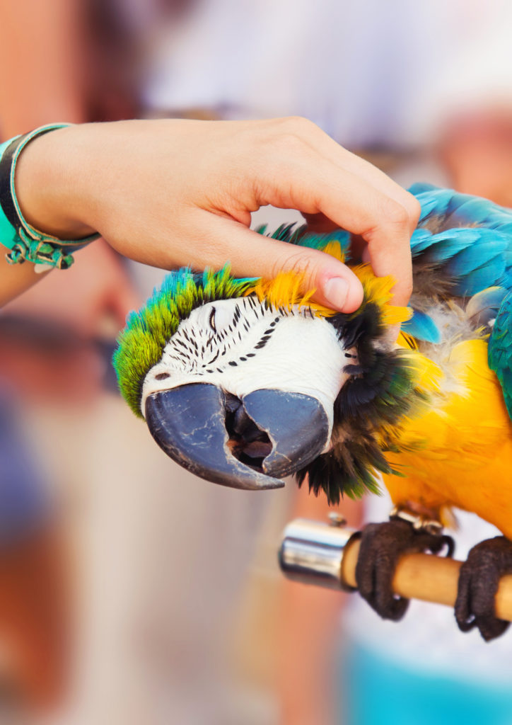 Pensione per animali milano