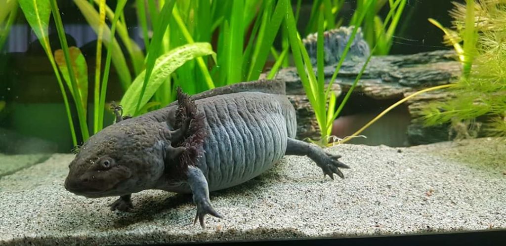 Axolotl Wild