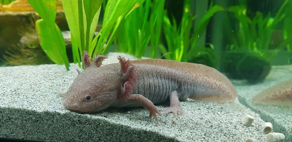 Axolotl Melanoid