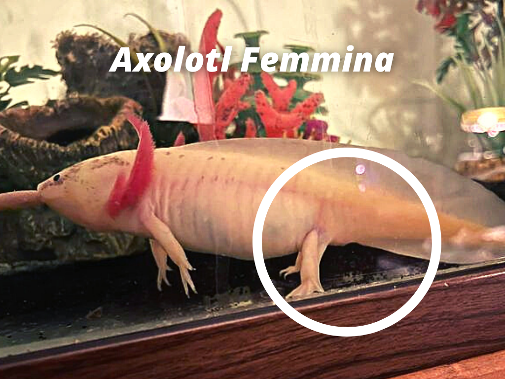 axolotl femmina