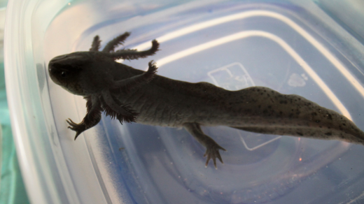 axolotl maschio o femmina