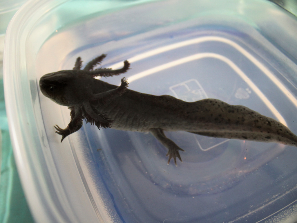axolotl maschio o femmina