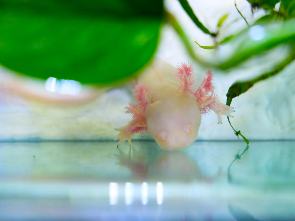Axolotl Gold