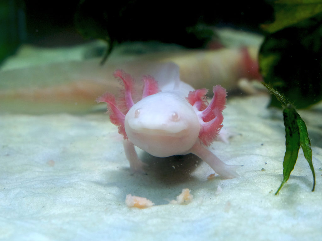 Axolotl Albino