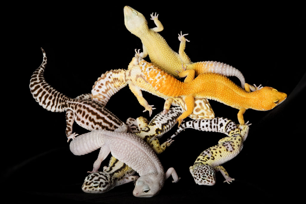 morph dei gechi leopardini