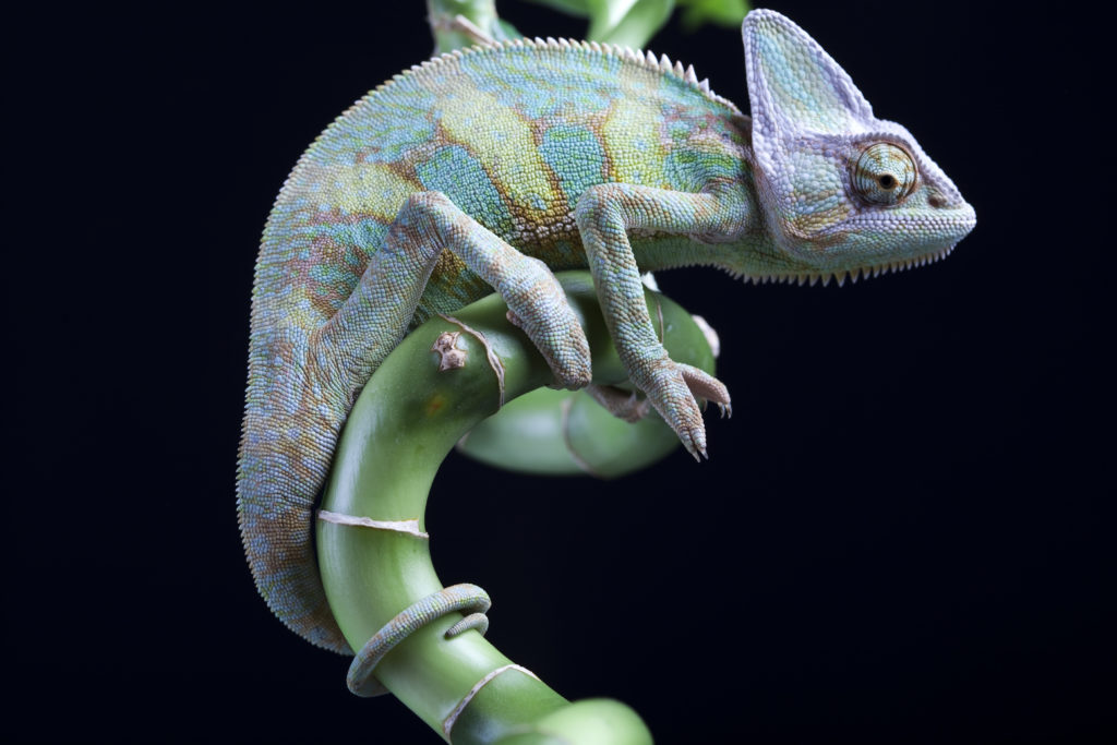 vendita animali
