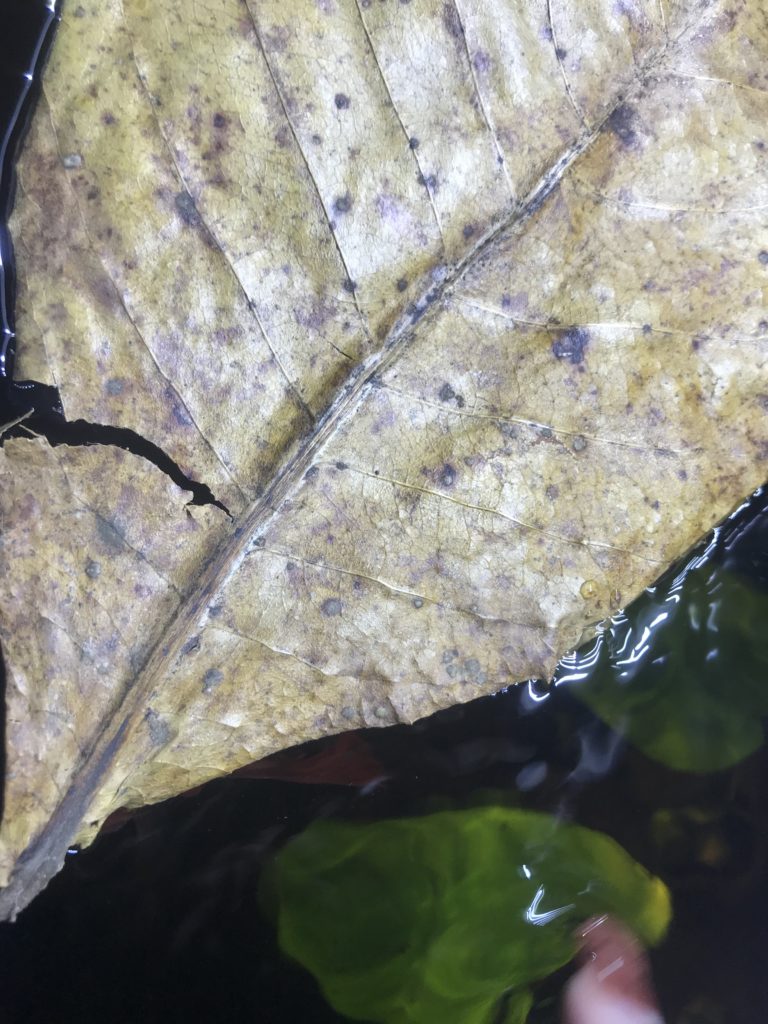 CATAPPA A PELO ACQUA