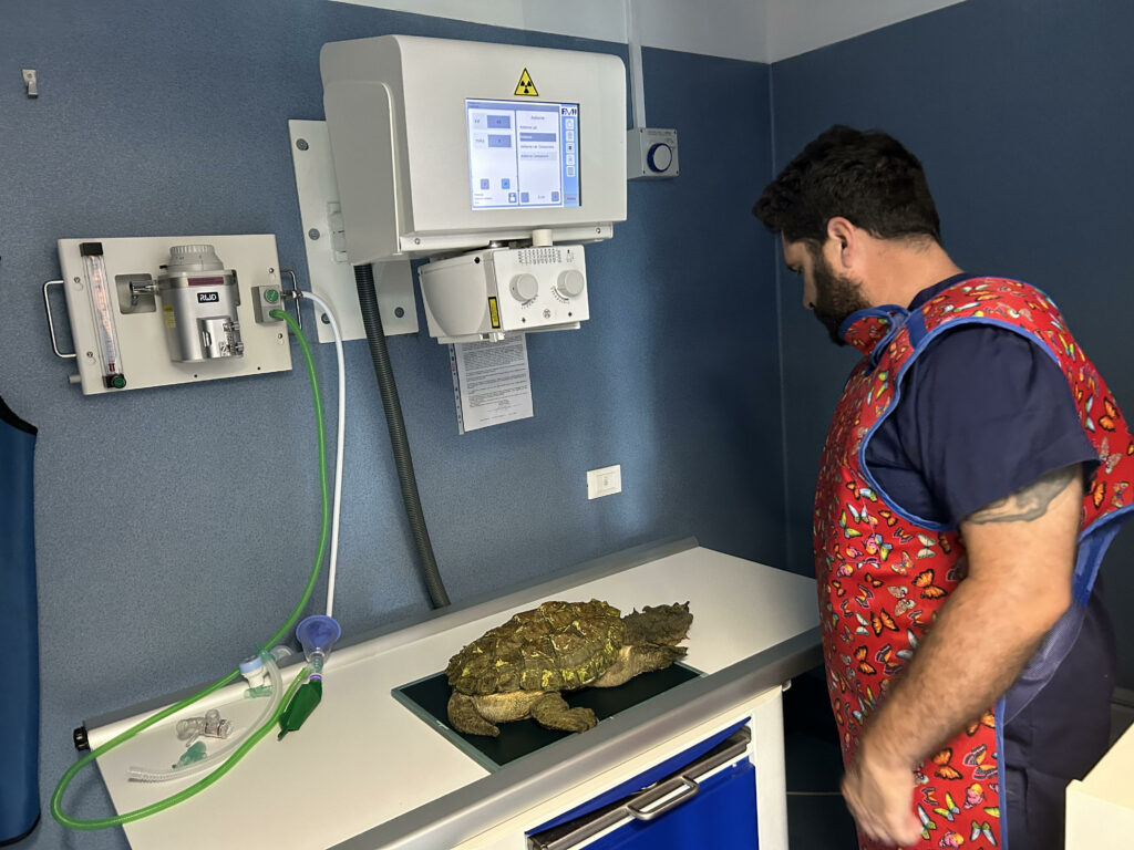 Veterinario tartaruga mata mata