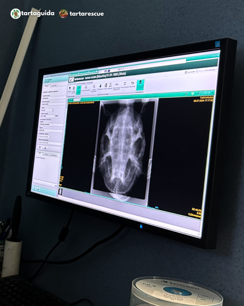 radiografia tartaruga mata mata