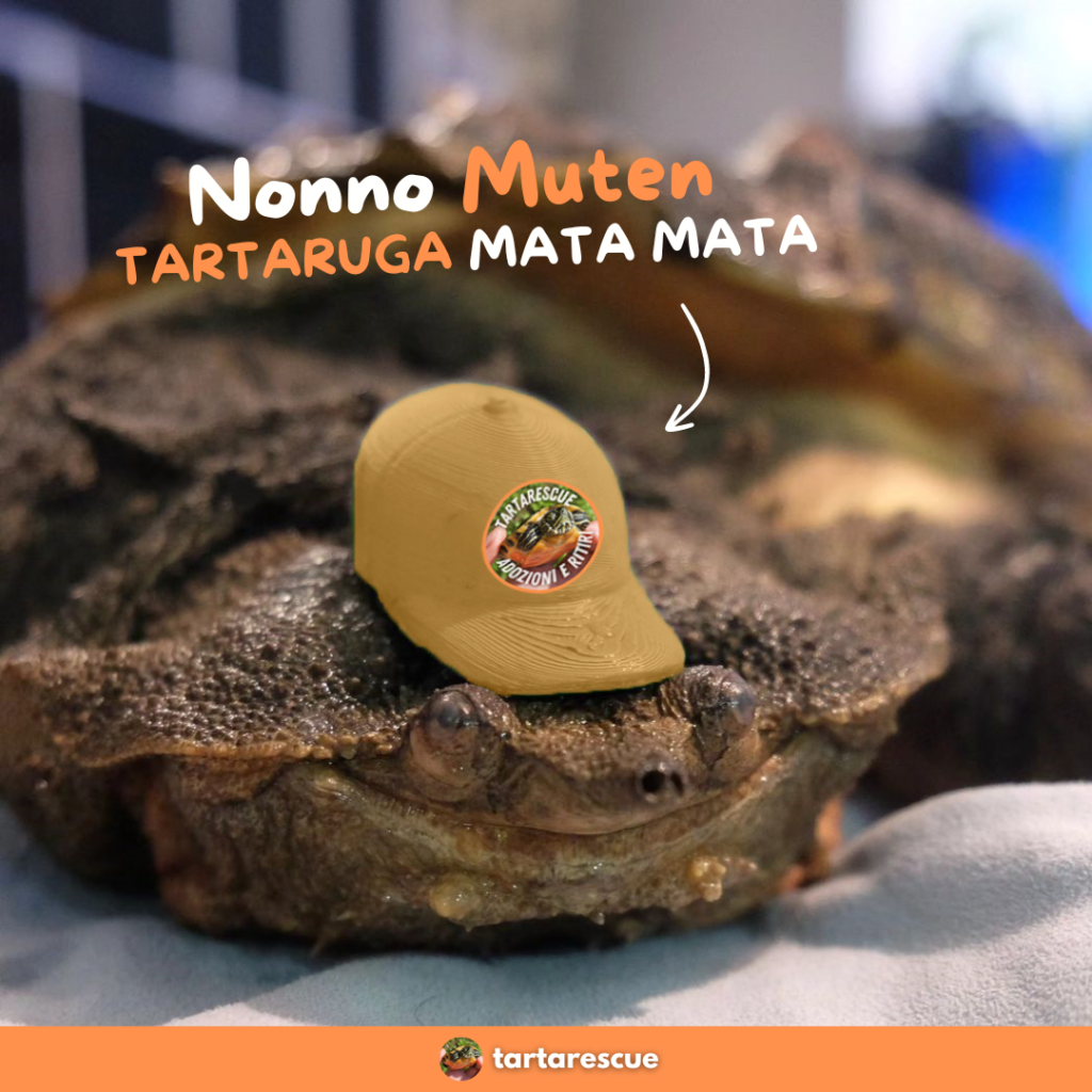 tartaruga mata mata
