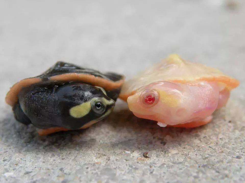 Tartaruga Emydura subglobosa in vendita a milano