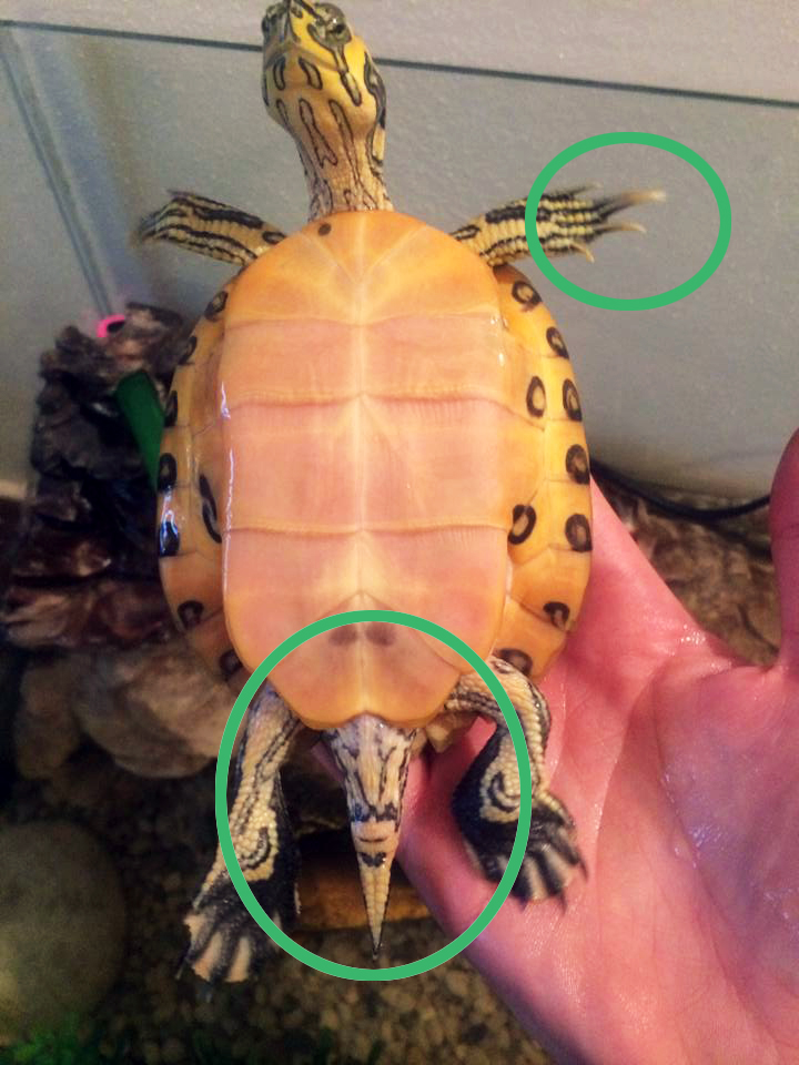 Tartaruga maschio o femmina