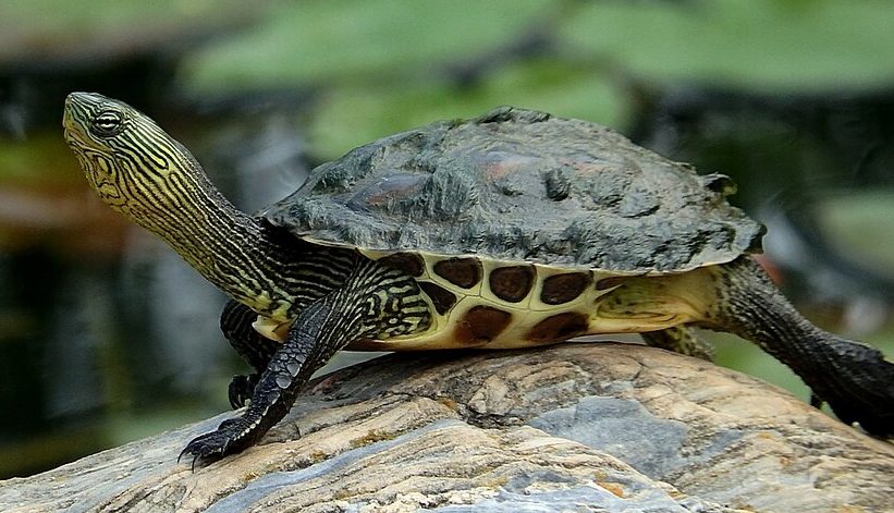 Vendita tartarughe d'acqua dolce a Milano ocadia mauremys sinensis