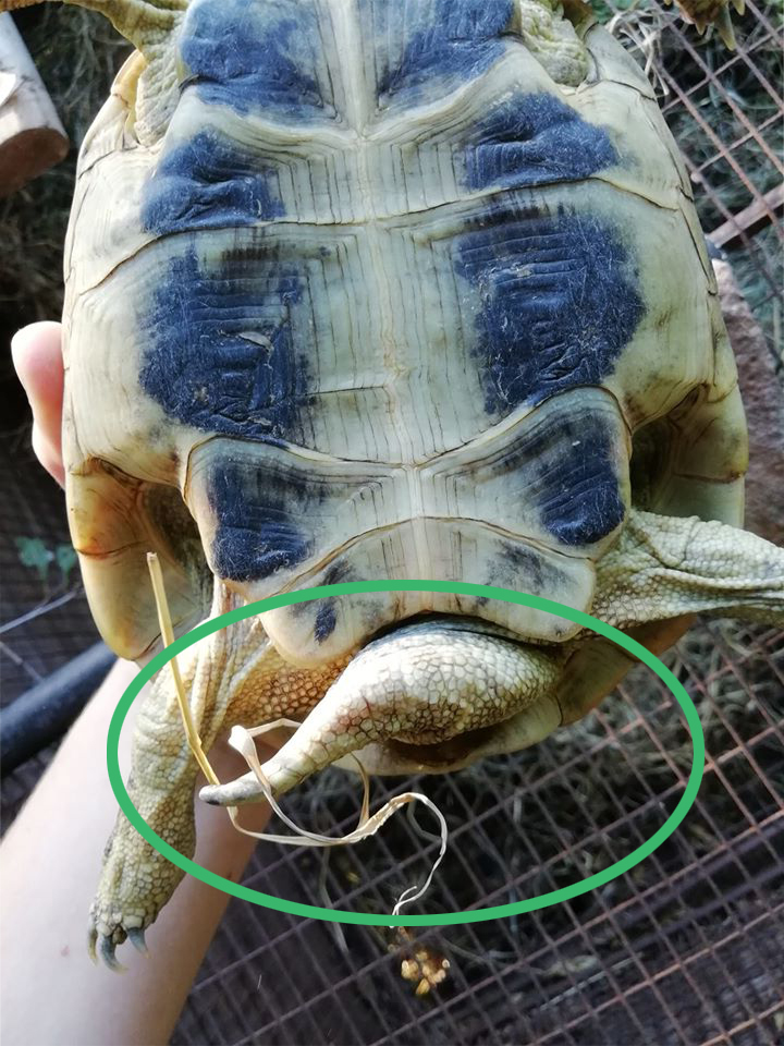 Trataruga di Terra Maschio