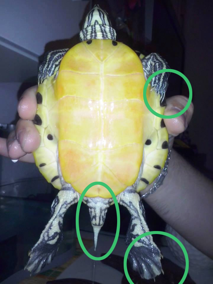 tartaruga d'acqua femmina