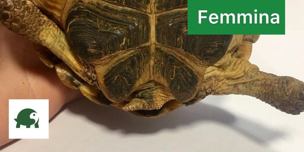 tartaruga maschio o femmina
