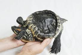 Malattie delle tartarughe acquatiche