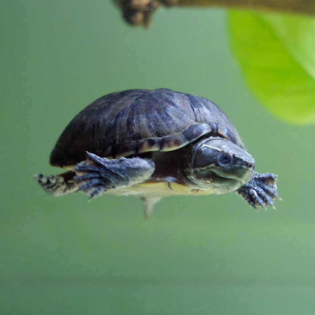 Vendita Tartarughe Sternotherus odoratus Milano