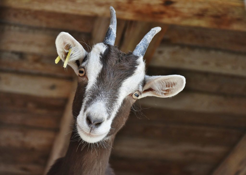 Noleggio animali da fattoria