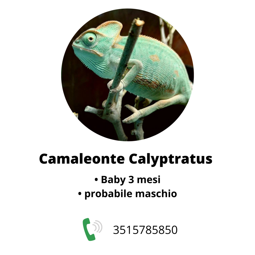 camaleonti in vendita a Milano