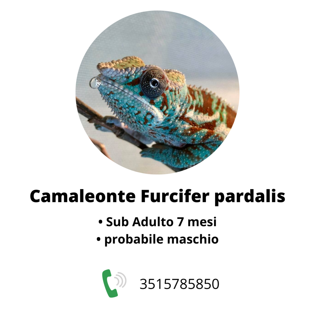 Furcifer pardalis Milano