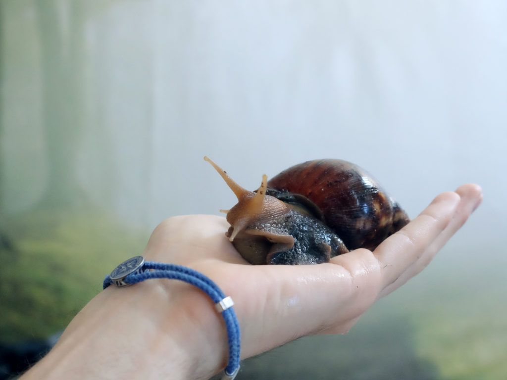 vendita animali lumaca africana