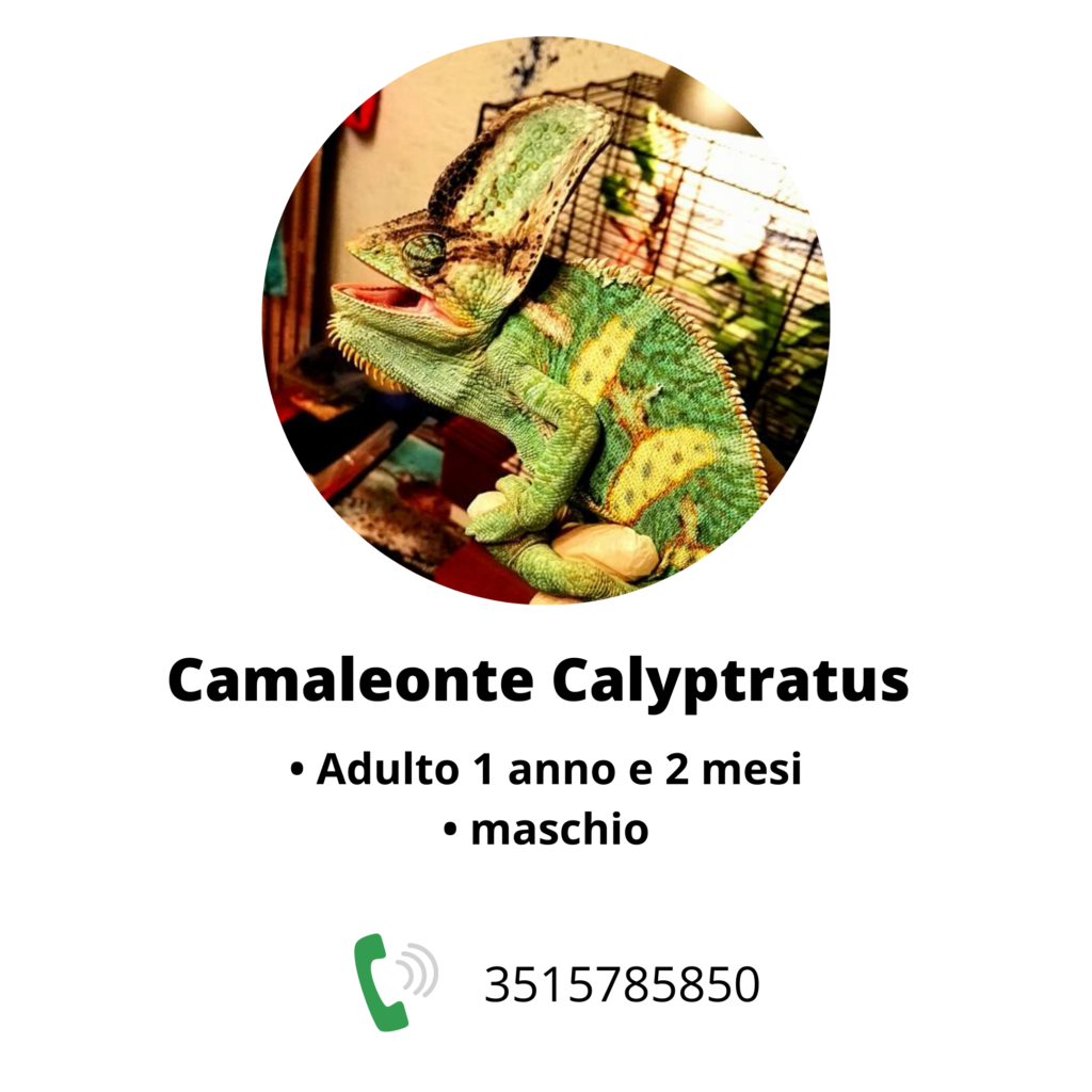Camaleonti in vendita