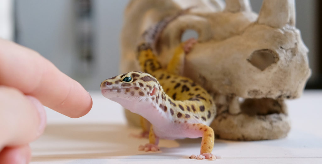 vendita animali gechi leopardini