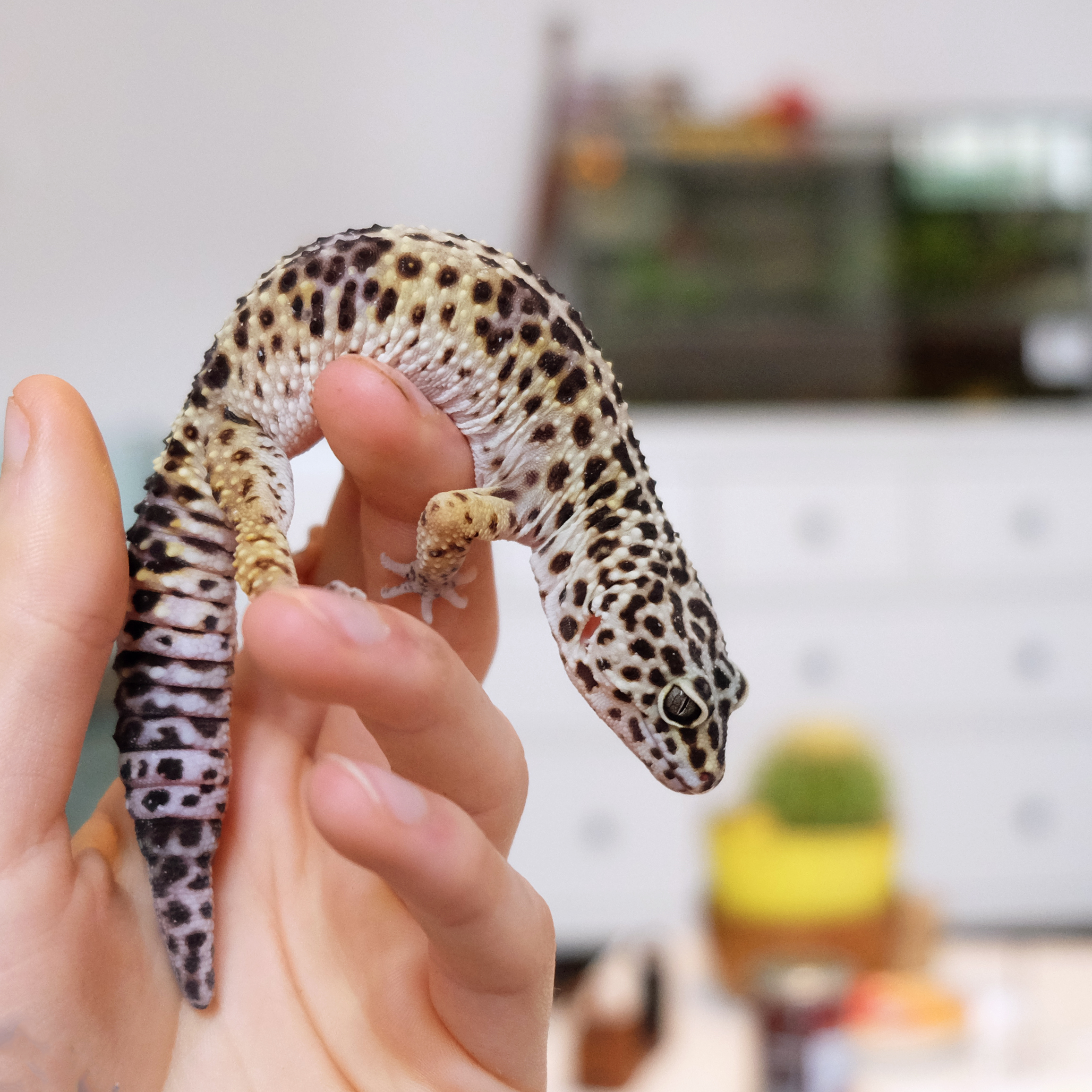 Pensione per gechi leopardini milano