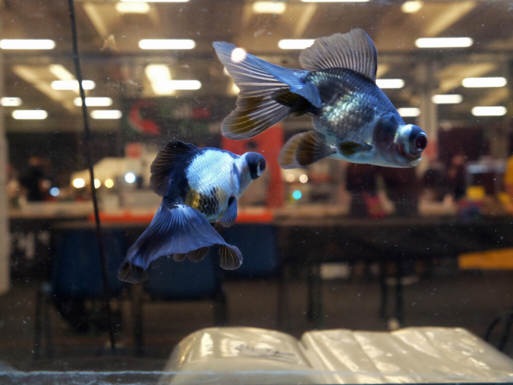 fiere di acquariologia esotika