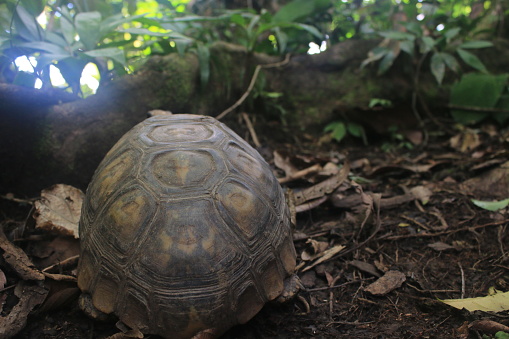 letargo tartarughe di terra