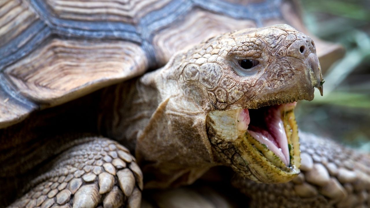 allestire terrario tartaruga terra fai da te Archivi - Animali Esotici  Milano