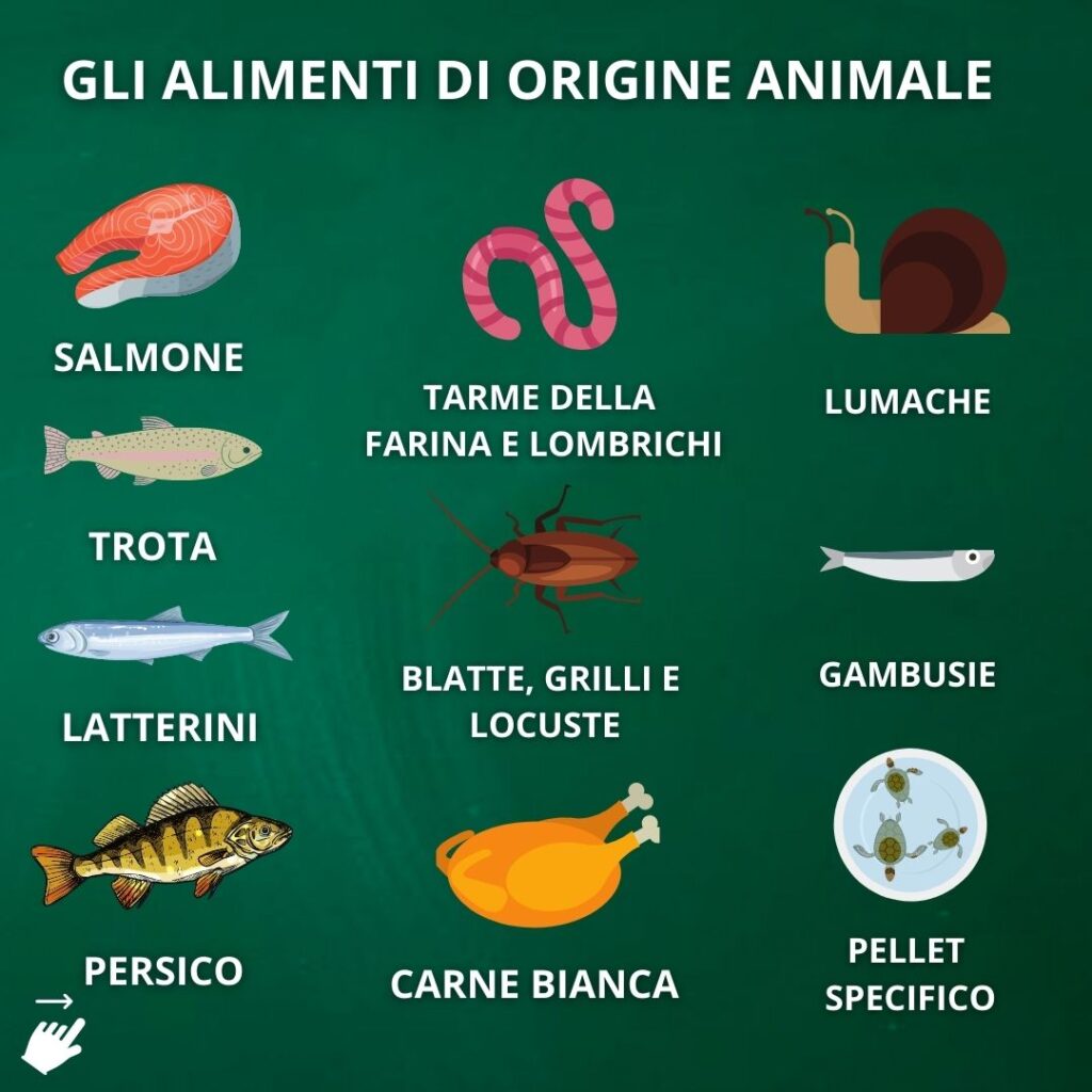 che cosa mangiano le tartarughe d'acqua dolce