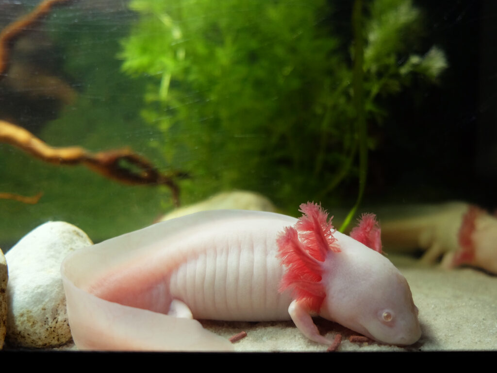 come tenere un axolotl