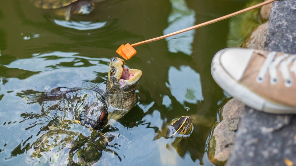 che cosa mangiano le tartarughe d'acqua dolce ?