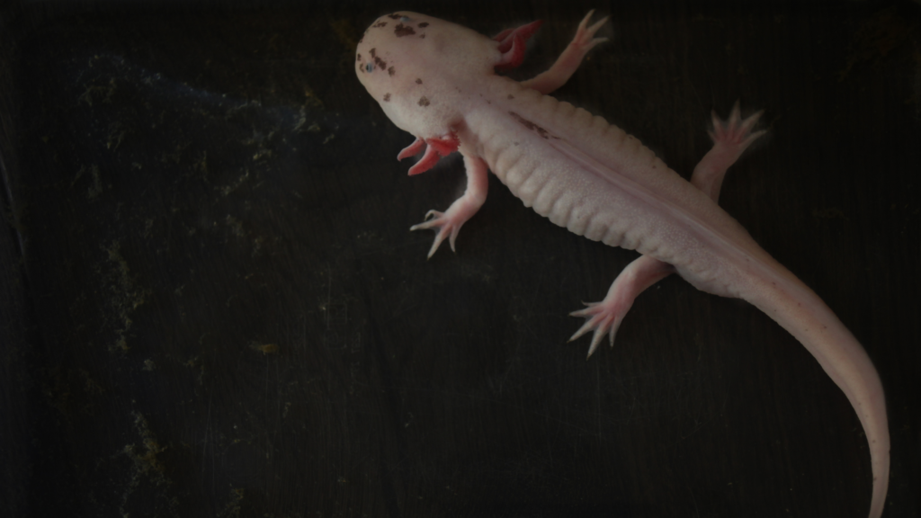 biologia axolotl