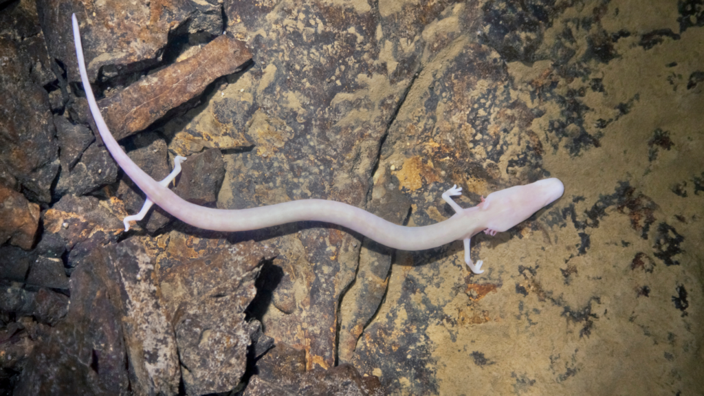 origine del nome axolotl
