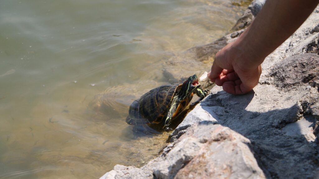 che cosa mangiano le tartarughe d'acqua dolce?