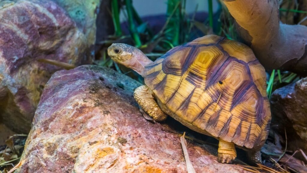 Terrario per tartarughe di terra - allestimento - Animali Esotici Milano