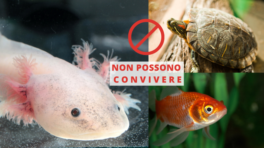 axolotl convivenza con altri animali