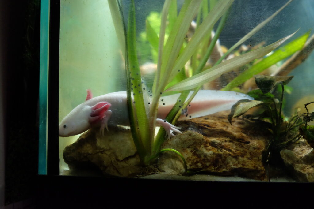 baby axolotl deposizione uova