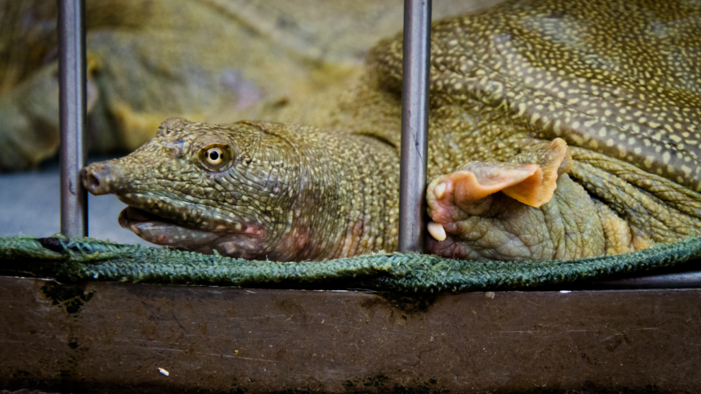 wildlife trade